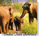 Jungle Safari India