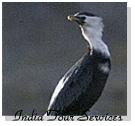 Manjira Bird Sanctuary