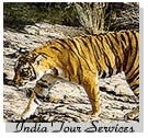 Tiger Tours in India