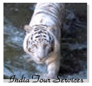 White Bengal Tiger